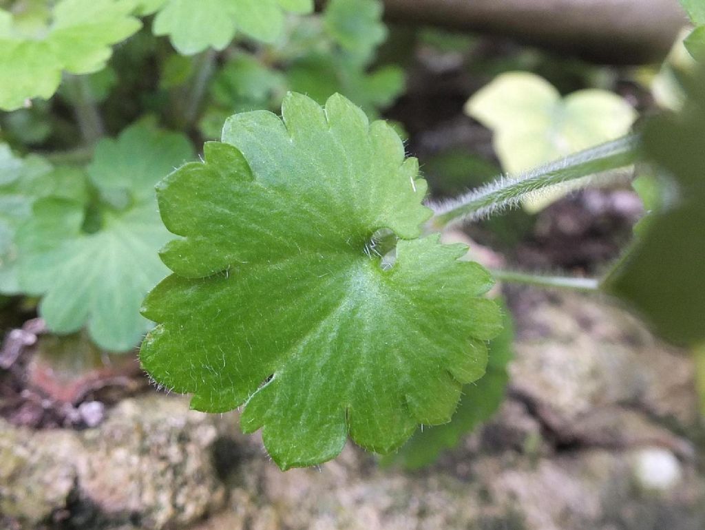 Saxifraga berica / Sassifraga dei Colli Berici